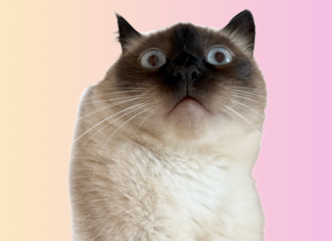 Merv, a seal-point cat with enormous blue eyes, looking alarmed